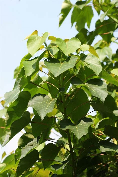 錢桐樹|重要木本油料植物―千年桐